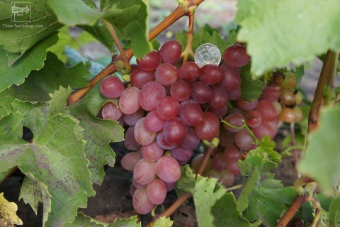 Виноград сорт Азалия - описание, фото, видео