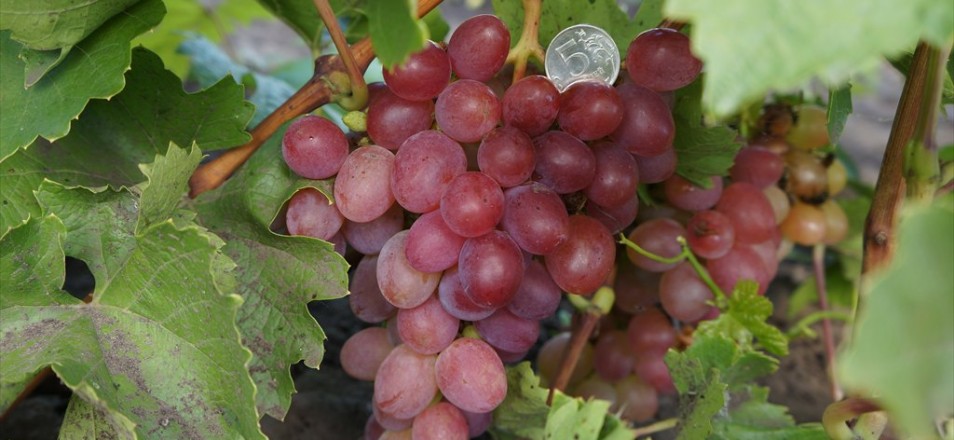 Виноград сорт Азалия - описание, фото, видео