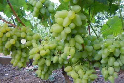 Виноград сорт Бажена - описание, фото
