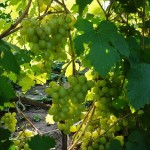Сорт винограда Восторг улучшенный описание, фото, видео