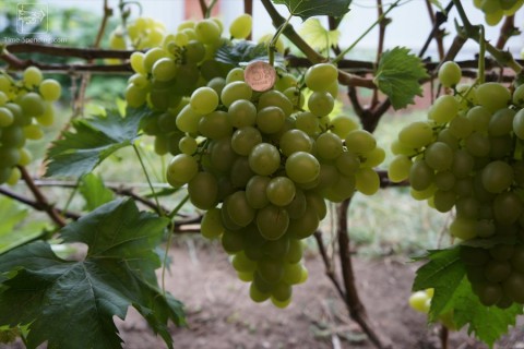 Виноград сорт Прелесть - описание, фото, видео