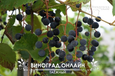 Виноград сорт Таежный - описание, фото, видео