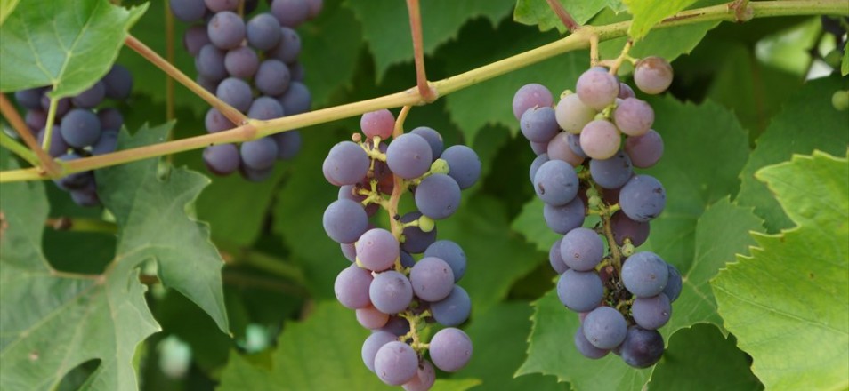 Сорт винограда Альфа описание фото видео, беседочный виноград, виноград на беседку