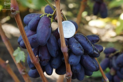 Сорт винограда Изюминка описание фото видео