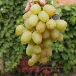 Сорт винограда Монарх описание, фото, видео