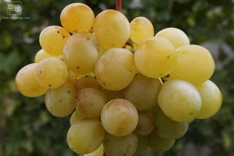Сорт винограда Супер Кеша 1 описание, фото, видео