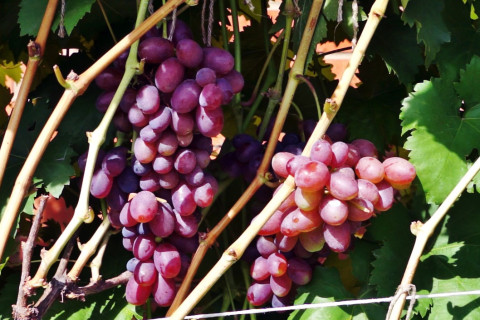 Сорт винограда Матрешка описание, фото, видео