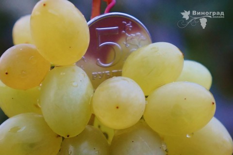 Сорт винограда Русбол улучшенный описание, фото