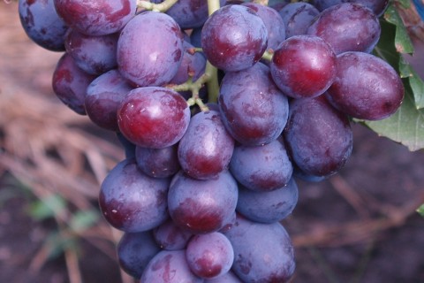 Сорт винограда Заря Несветая описание, фото