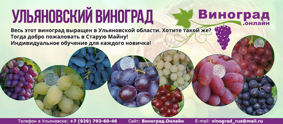 Купить саженцы винограда в Ульяновске