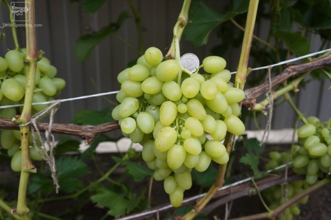 Виноград сорт Аркадия - описание, фото, видео