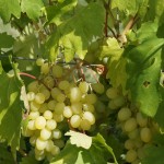 Виноград сорт Благовест - описание, фото, видео