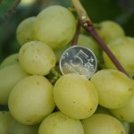 Сорт винограда Кеша описание, фото, видео