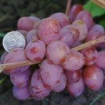 Сорт винограда Памяти хирурга описание, фото, видео