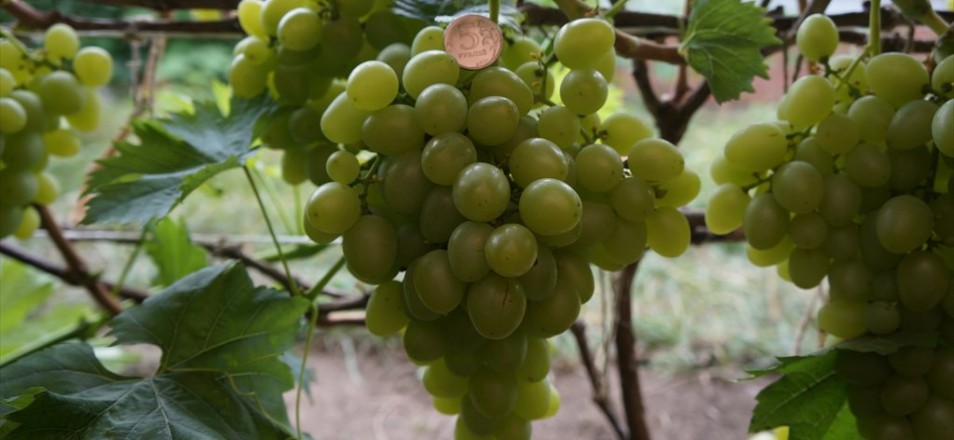 Виноград сорт Прелесть - описание, фото, видео