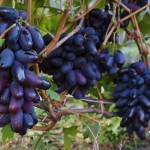 Виноград сорт Ромео - описание, фото, видео