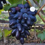 Виноград сорт Ромео - описание, фото, видео