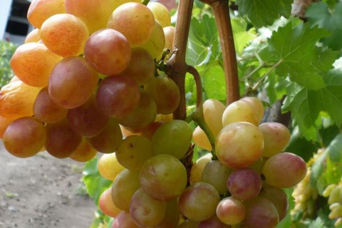Виноград сорт Розмус - описание, фото