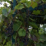 Виноград сорт Таежный - описание, фото, видео