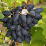Сорт винограда Викинг описание, фото, видео