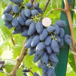 Виноград сорт Викинг - описание, фото, видео
