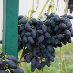Виноград сорт Викинг - описание, фото, видео