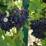 Сорт винограда Викинг описание, фото, видео