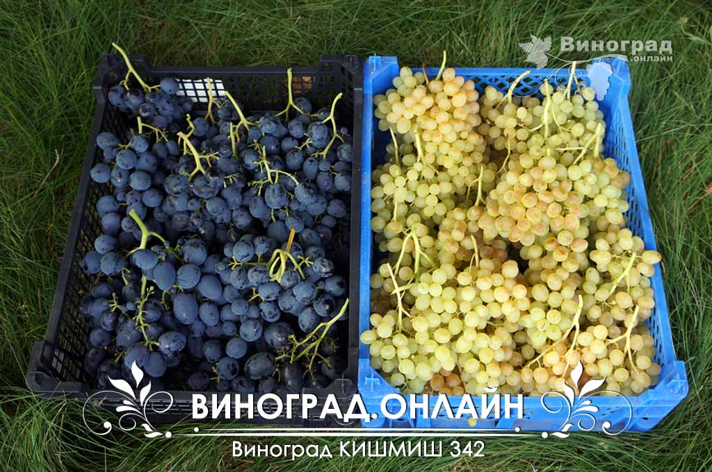 Кишмиш 342 виноград описание сорта фото отзывы