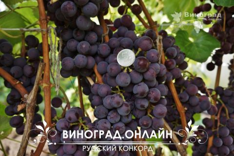 Виноград сорт Русский конкорд - описание, фото, видео
