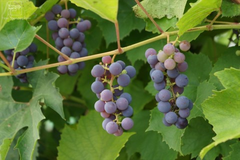 Сорт винограда Альфа описание фото видео, беседочный виноград, виноград на беседку