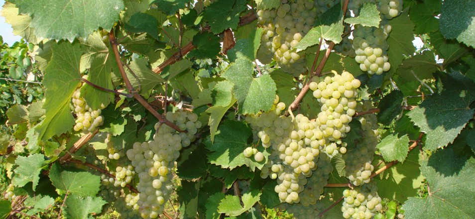 Сорт винограда Алиготе описание фото, винный сорт винограда, технический сорт винограда