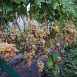 Сорт винограда Украинка описание, фото, видео