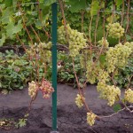 Сорт винограда Водограй описание, фото, видео