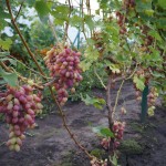 Сорт винограда Водограй описание, фото, видео