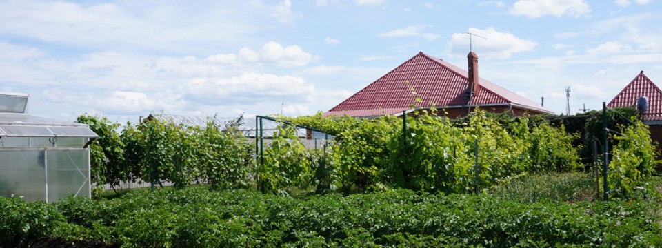 Дом, сад, огород, виноградник