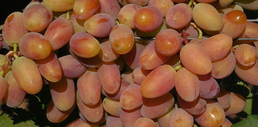 Виноград сорт Потомок Ризамата - описание, фото