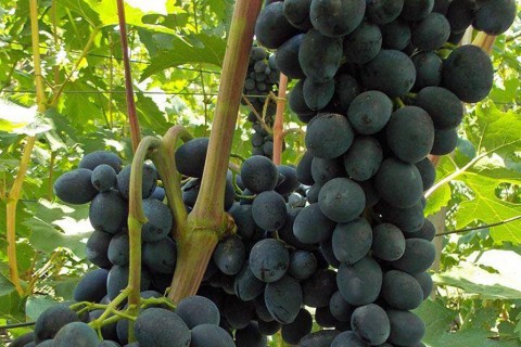 Виноград сорт Чёрная вишня - описание, фото