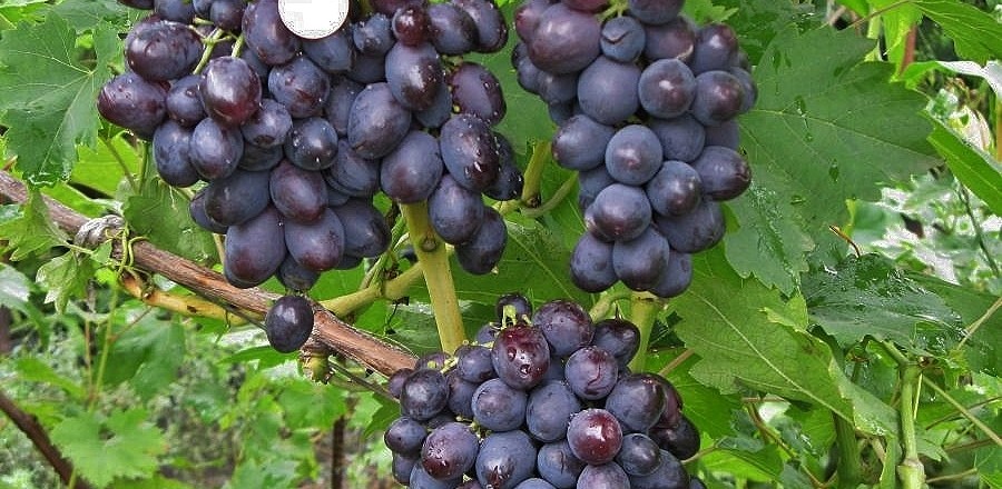 Виноград сорт Томайский - описание, фото